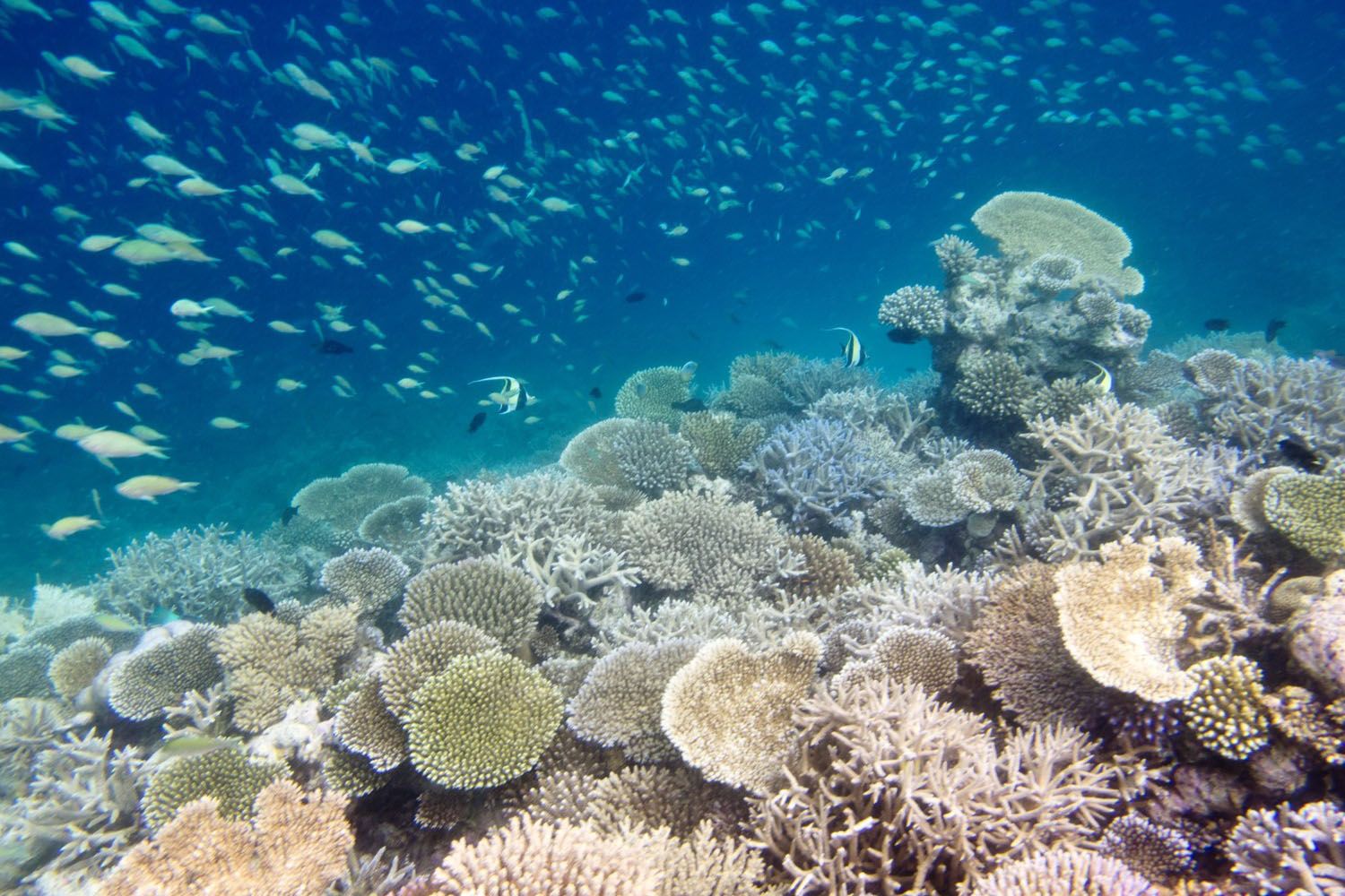 reef banyan